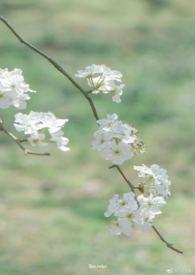 雨打梨花深闭门翻译